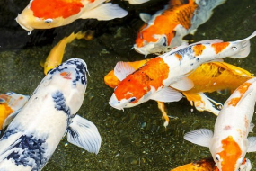 Nhận Biết Và Chăm Sóc Cá Koi Mang Thai Mà Bạn Cần Phải Biết