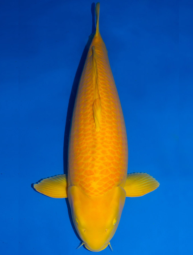 Karashi