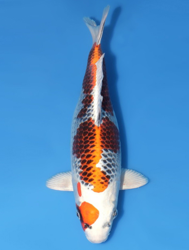 Kujaku