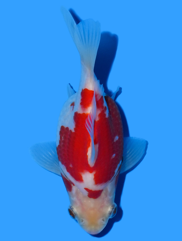 Kohaku Tamasaba