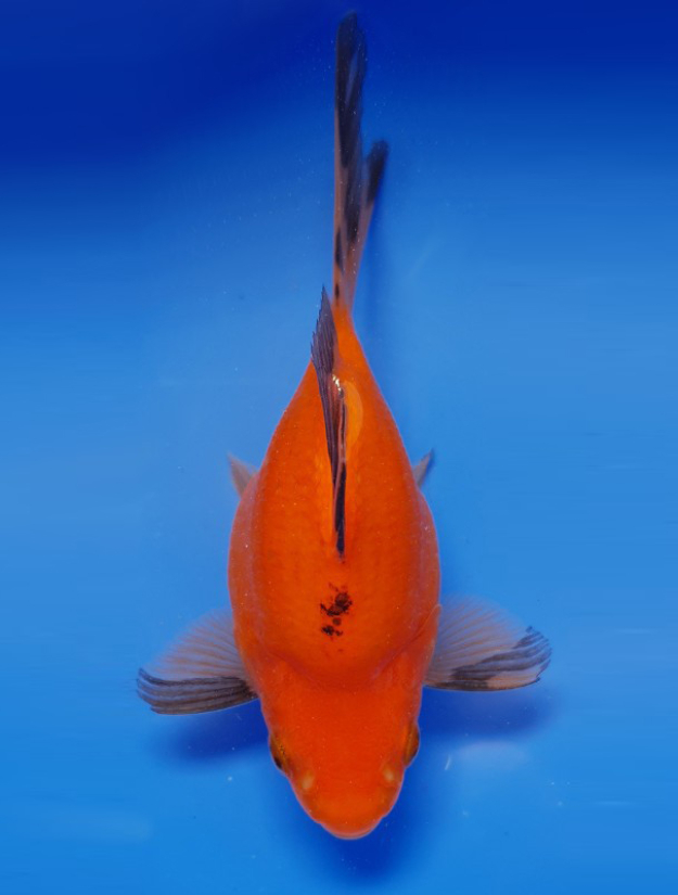 Hi Utsuri Tamasaba